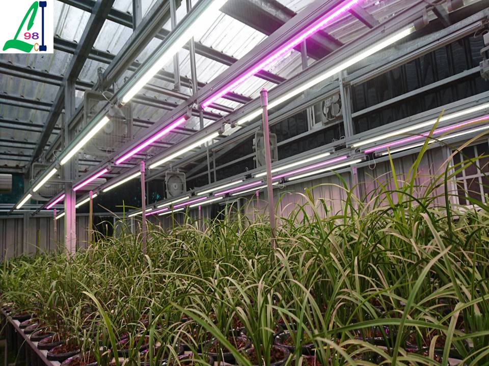 L98IC grow light 植物工廠植物燈