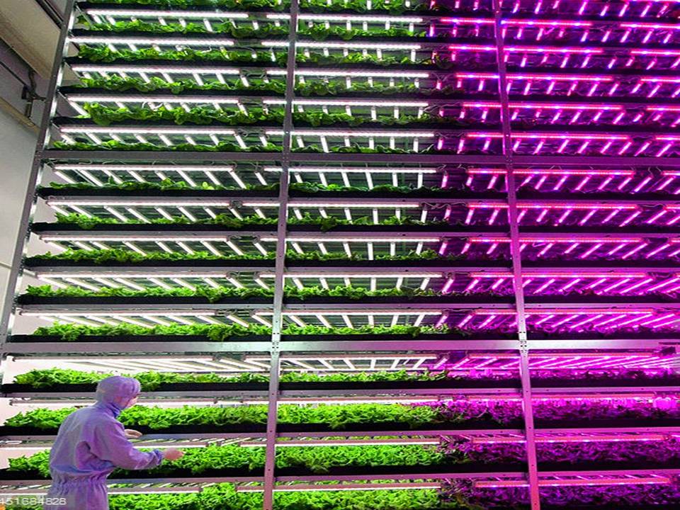 植物工廠LED植物燈